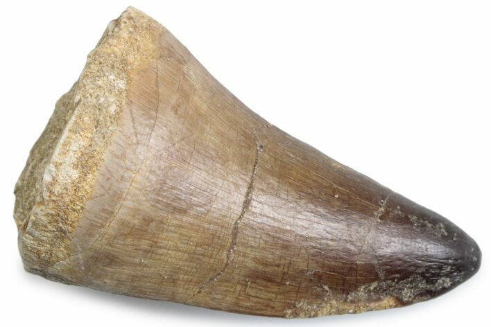Fossil Mosasaur (Prognathodon currii) Tooth - Rare Type #384071